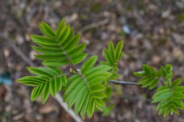istock small tree branches in spring on neutral blur background. abstract with fresh green leaves. Spring macro photography 1406947467