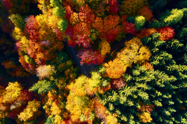 istock Aerial view of mountains covered with autumn forest 1406948264