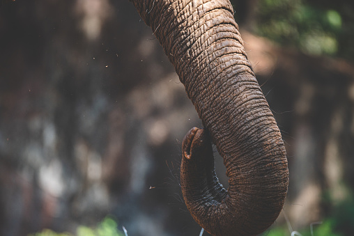 Closeup of wild animal elephant with trunk towards upside elevated walking and finding food in a dense forest during daytime