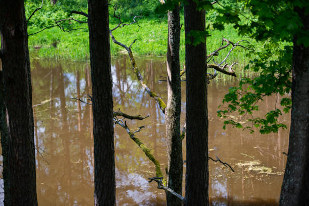 Blue lake with yellow birch tree green pine tree line and water reflection in autumn color