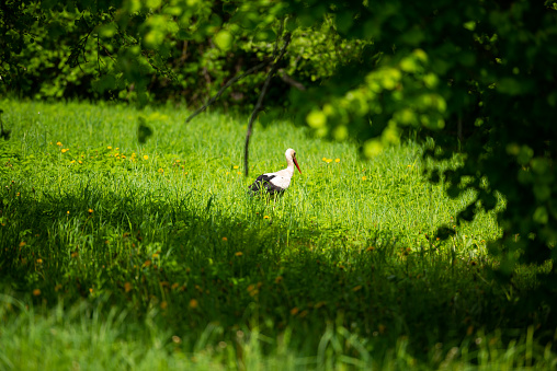 Birds - white stork (Ciconia ciconia) in a summer meadow with dandelions