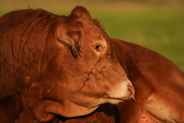 Een bruine stier met een ring door zijn neus, liggend in een weiland