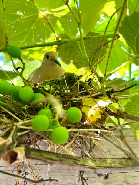 istock Dove  and newborn chick 1406951998