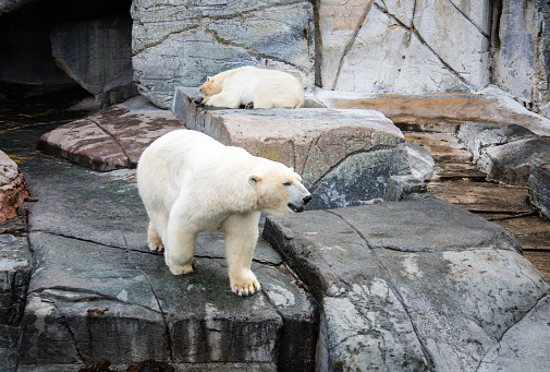 Six-month-old polar bear (Ursus maritimus) sucking its mother.