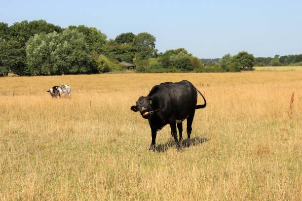 istock Cows in the meadow eat grass on a sunny day. 1406952492