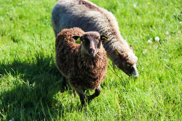 овцы на лугу едят траву в солнечный день. - lamb animal farm cute стоковые фото и изображения