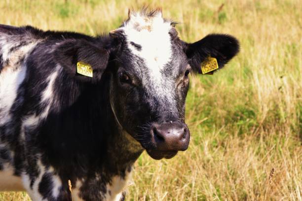istock Cows in the meadow eat grass on a sunny day. 1406952554