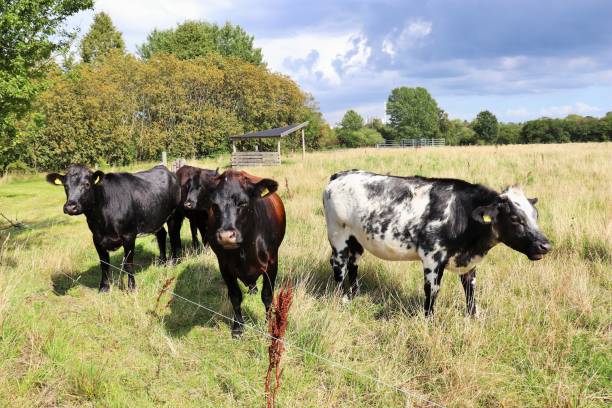 istock Cows in the meadow eat grass on a sunny day. 1406952558