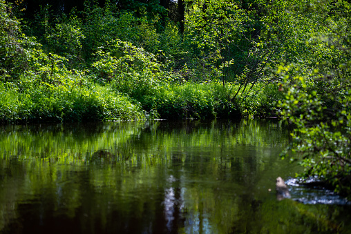 calm summer day view by the lake with clean water and water grass, bents, and green foliage near forest