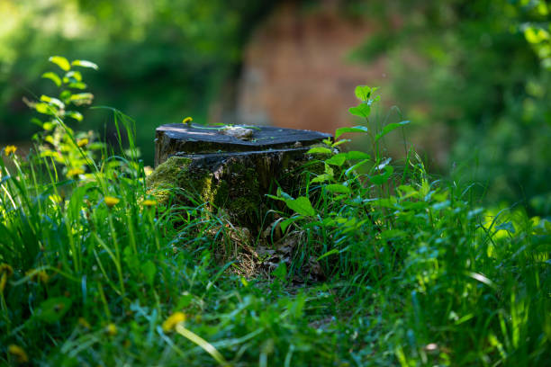 Old tree stump covered with moss in the coniferous forest, beautiful landscape.