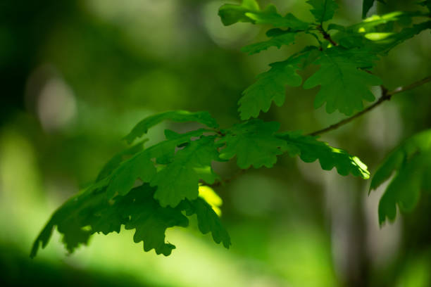 istock Green oak leaves on a branch in the sunlight 1406953557