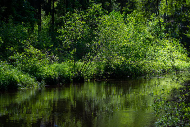 slow forest river in summer green woods with rocks in stream and small waterfalls