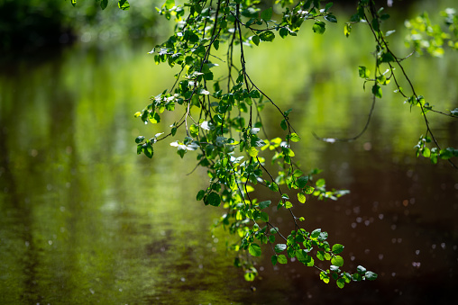 close-up of a green tree leaf over the water of a slowly flowing forest river, which reflects the sun's rays creating a bokeh effect.