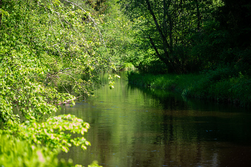 slow forest river in summer in a green forest