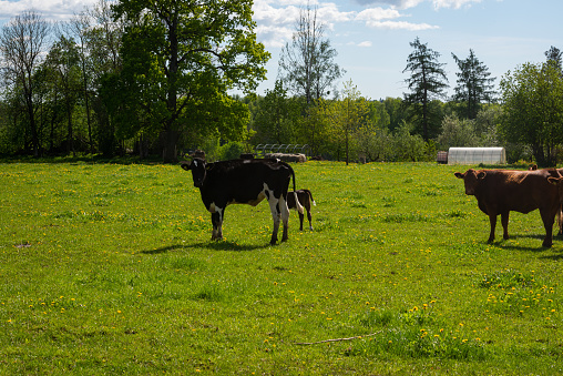 Solid cow grazing standing black white dairy in a field, large udder fully in focus, blue sky, green grass