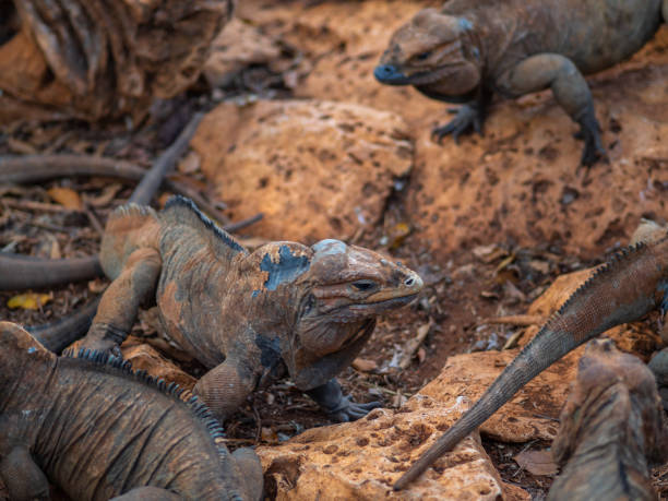 istock Two iguanas sit motionless next to each other, beautiful interesting lizards 1406955239