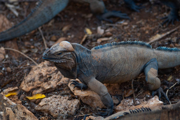 istock Brown iguanas in the wild, nature park. Lizard colony, 1406955241