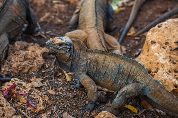 istock Brown iguanas in the wild, nature park. Lizard colony, 1406955246