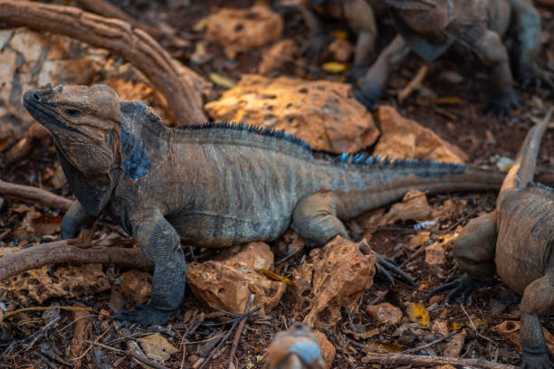 istock Brown iguanas in the wild, nature park. Lizard colony, 1406955251