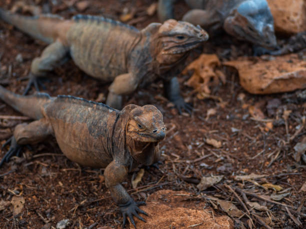 istock Brown iguanas in the wild, nature park. Lizard colony, 1406955254