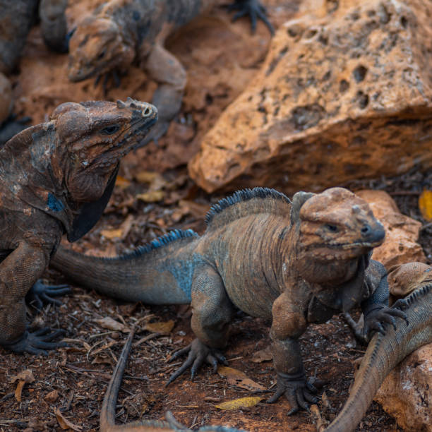 istock Brown iguanas in the wild, nature park. Lizard colony, 1406955255
