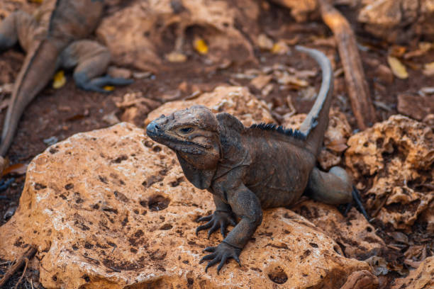 istock Brown iguanas in the wild, nature park. Lizard colony, 1406955258