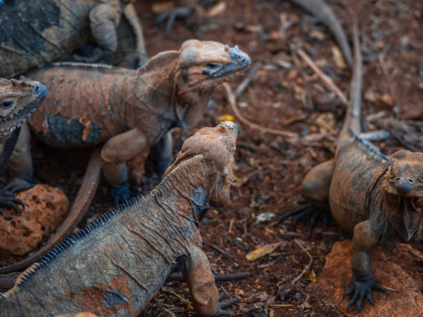 istock Two iguanas sit motionless next to each other, beautiful interesting lizards 1406955262