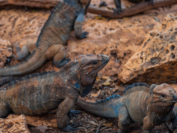 istock Brown iguanas in the wild, nature park. Lizard colony, 1406955263