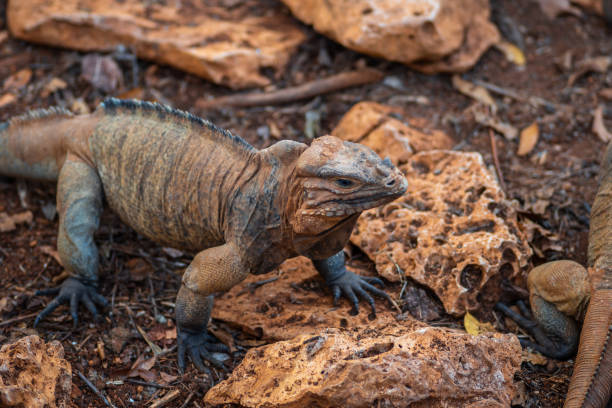 Brown iguanas in the wild, nature park. Lizard colony,