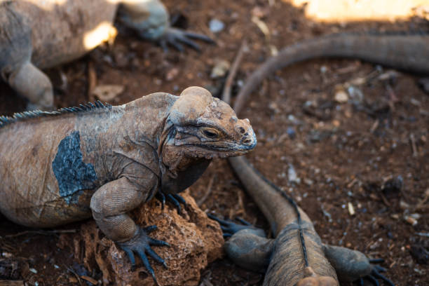 istock Brown iguanas in the wild, nature park. Lizard colony, 1406955267