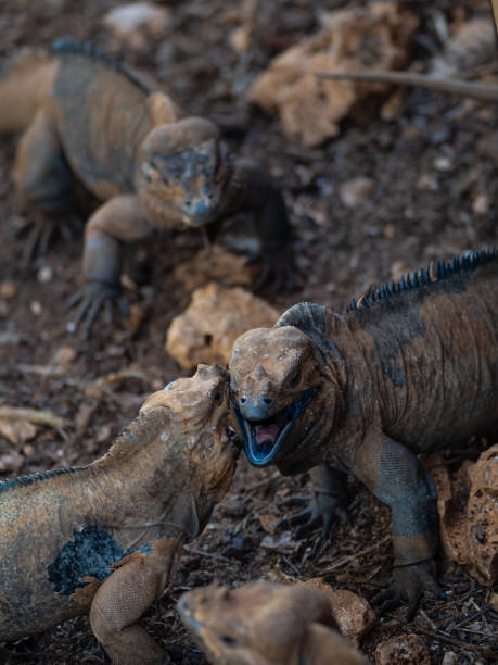 istock Brown iguanas in the wild, nature park. Lizard colony, 1406955270