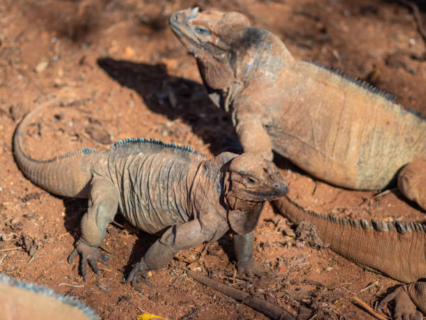 istock Two iguanas sit motionless next to each other, beautiful interesting lizards 1406955271