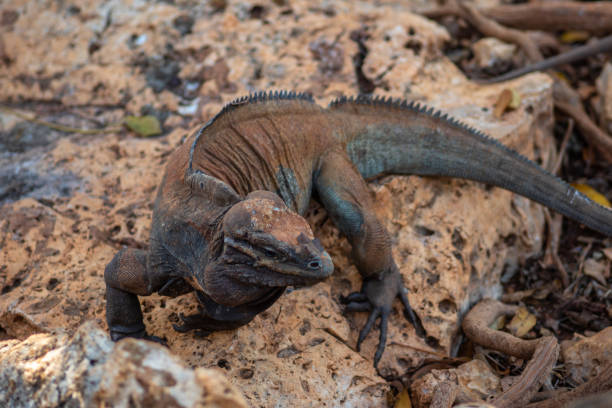 istock Brown iguanas in the wild, nature park. Lizard colony, 1406955272