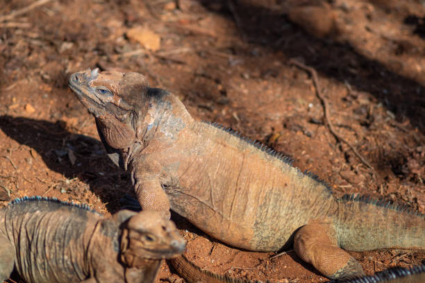 istock Brown iguanas in the wild, nature park. Lizard colony, 1406955274