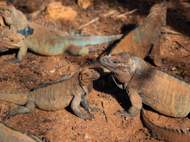istock Two iguanas sit motionless next to each other, beautiful interesting lizards 1406955278