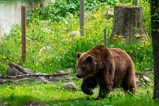 Brown bear in the forest up close. Wildlife scene from spring nature. Wild animal in the natural habitat
