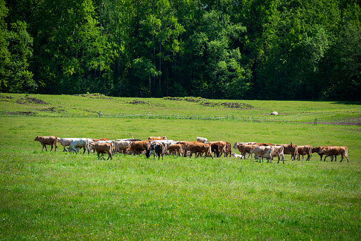 Dairy cow herd in a green grass field.