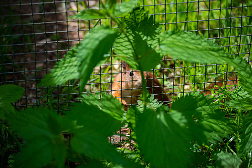squirrel looks through the green fence. A brown squirrel in a cage in a green grass lit by the summer sun. Animal portrait