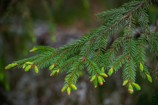 Fresh green pine needles