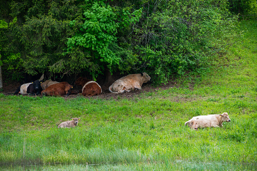 group of cows sleep in a green grass under green bushes hiding from the shade of the sun.