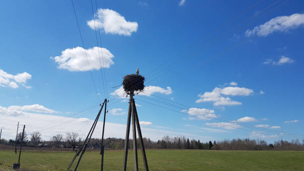 Rural landscape with electric poles and a stork's nest with a stork on it.