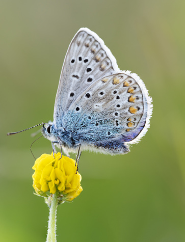 macro shot of blue butterfly with soft green yellow background