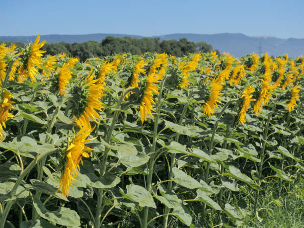 Side view of a sunflower field stock photo