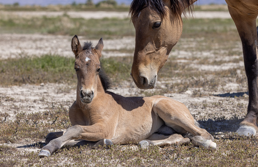 a wild horse mare and foal in spring in the Utah desert