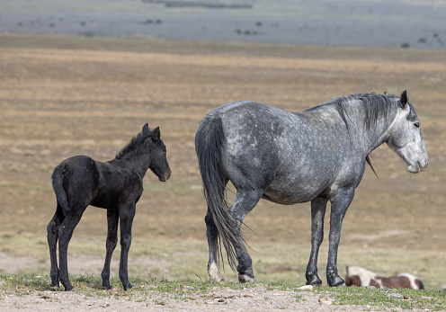 Mustang's survive on the arid plains of western Utah