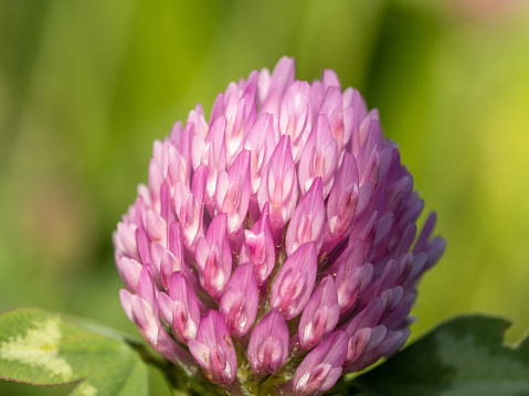 macro shot of the flower and leaves of a red clover with soft yellow green background. the clover belongs to the subfamily of the legumes, with the scientific name Trifolium pratense