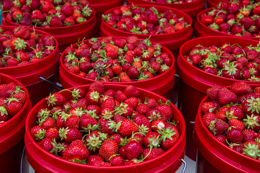 Close up of red buckets holding fresh picked red strawberries