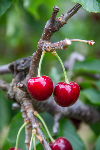 Two Dark Red Sweet Cherries ready to pick from the tree.