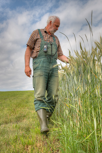 Portrait of a senior farmer standing in front of combine harvester on the wheat field.