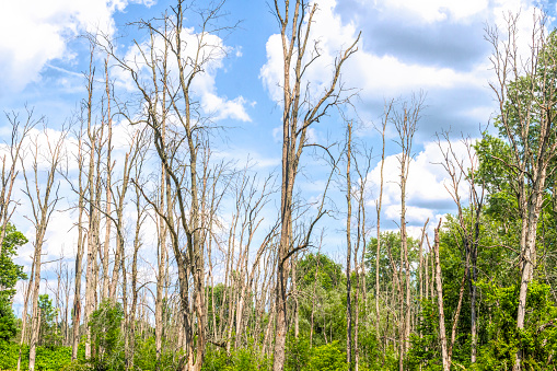Victims of the Emerald Ash Bore, an invasive species.